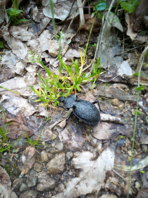 Carabus gigas