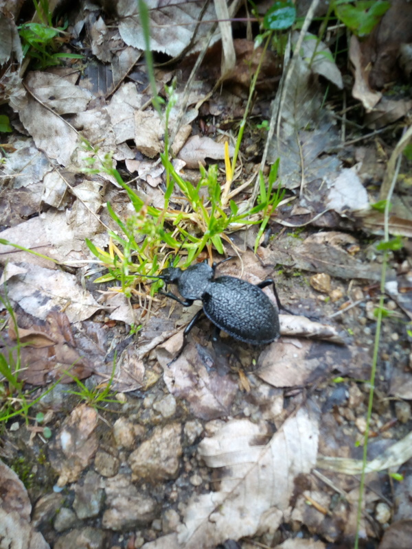 Carabus gigas