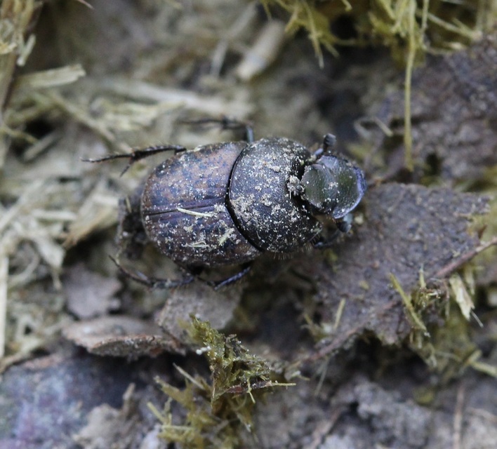 Onthophagus fracticornis - bronzos trágyatúró