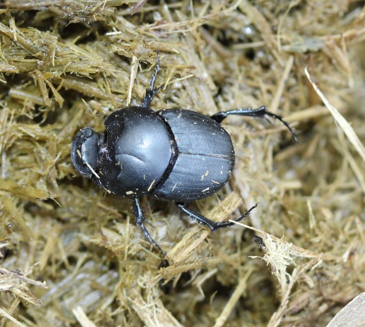 Euonthophagus amyntas alces - egyléces trágyatúró