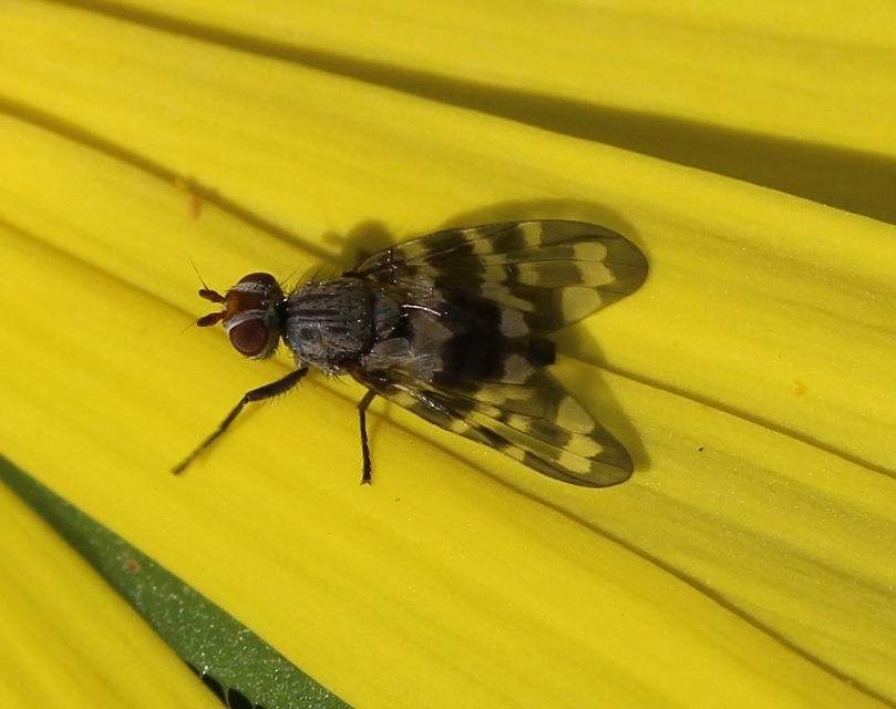 Otites centralis/guttata