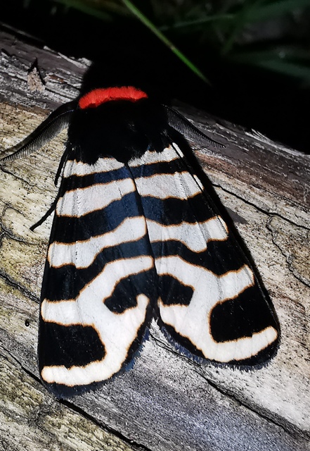 Arctia festiva - díszes medvelepke
