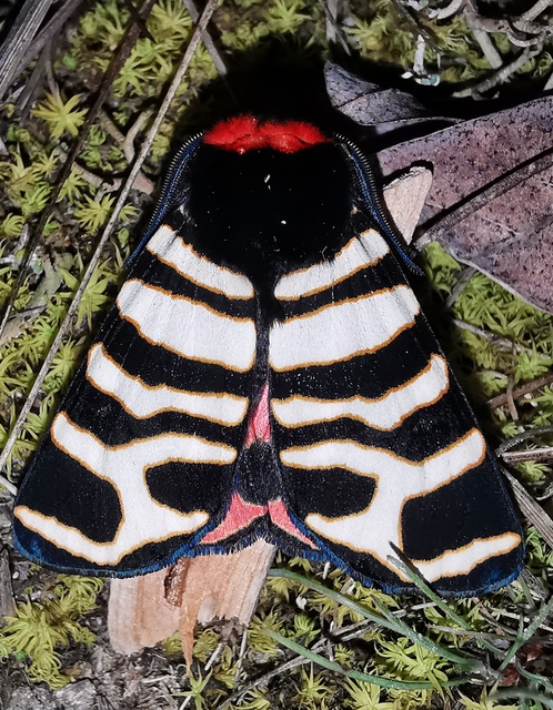 Arctia festiva - díszes medvelepke