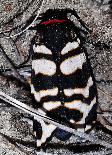 Arctia festiva - díszes medvelepke