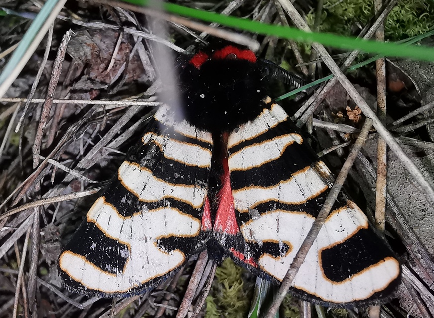 Arctia festiva - díszes medvelepke