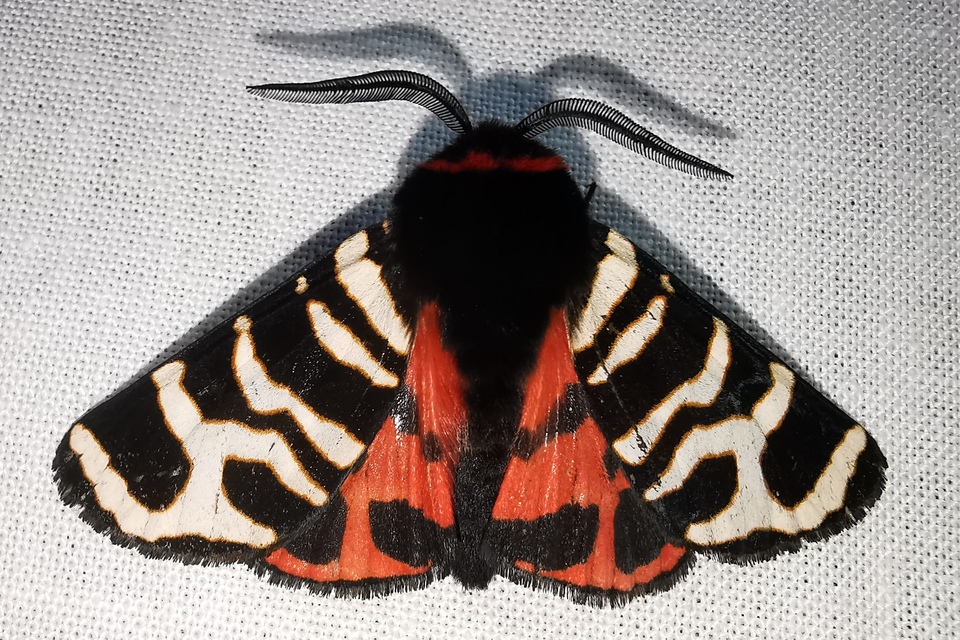 Arctia festiva - díszes medvelepke