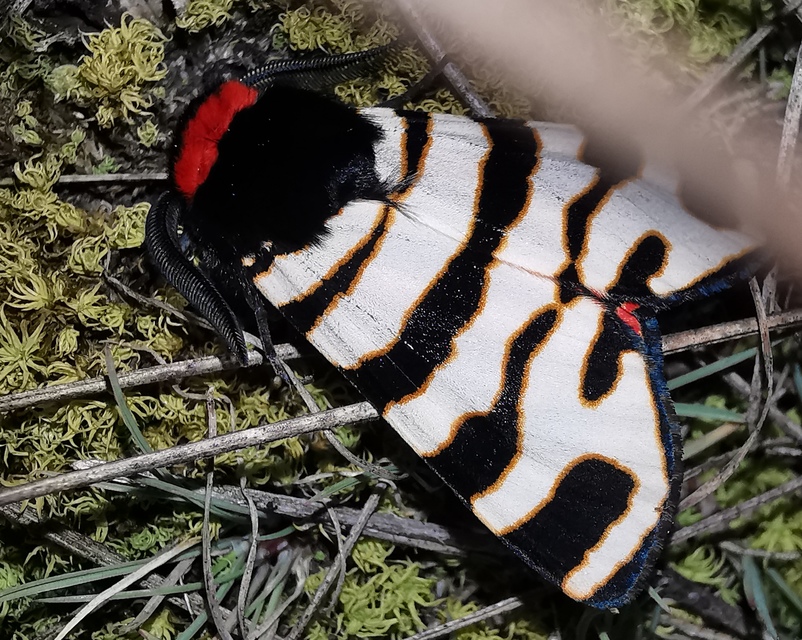 Arctia festiva - díszes medvelepke