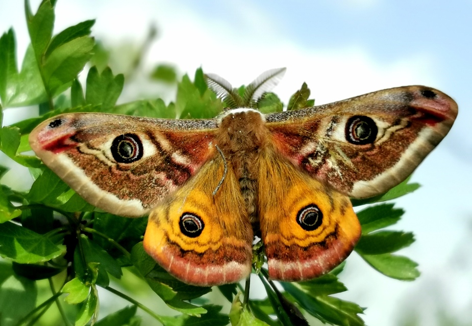 Saturnia pavoniella/pavonia