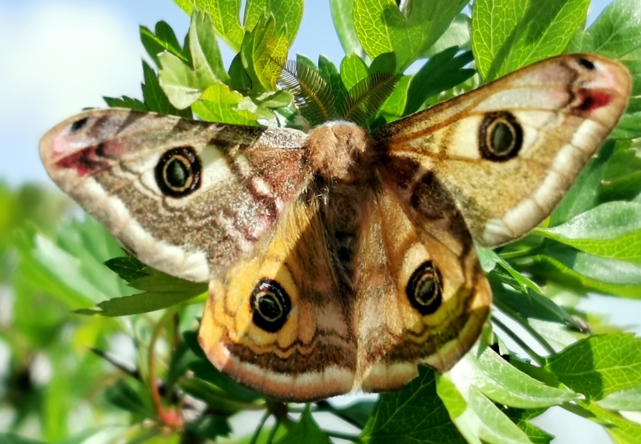 Saturnia pavoniella/pavonia