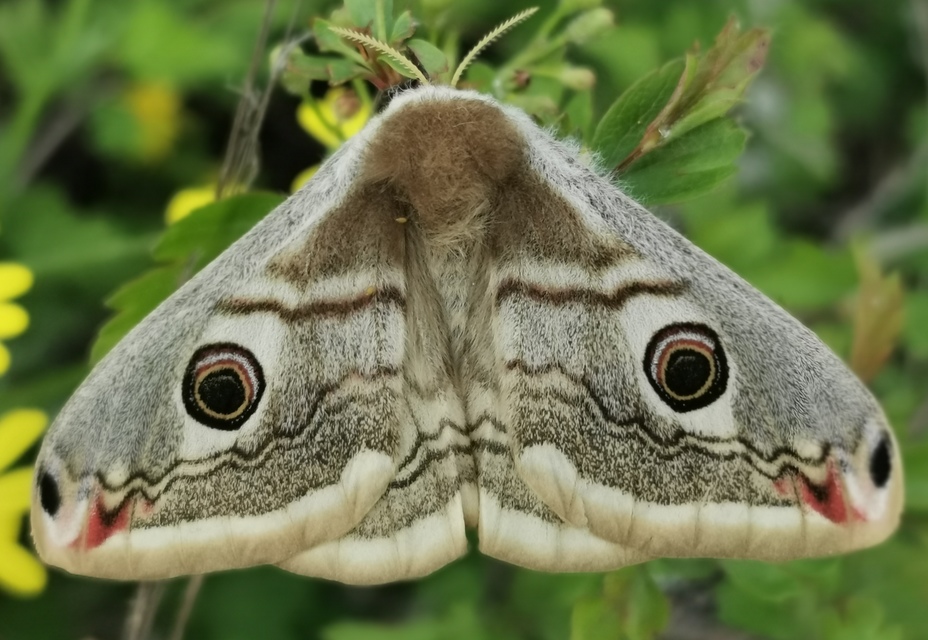 Saturnia pavoniella/pavonia
