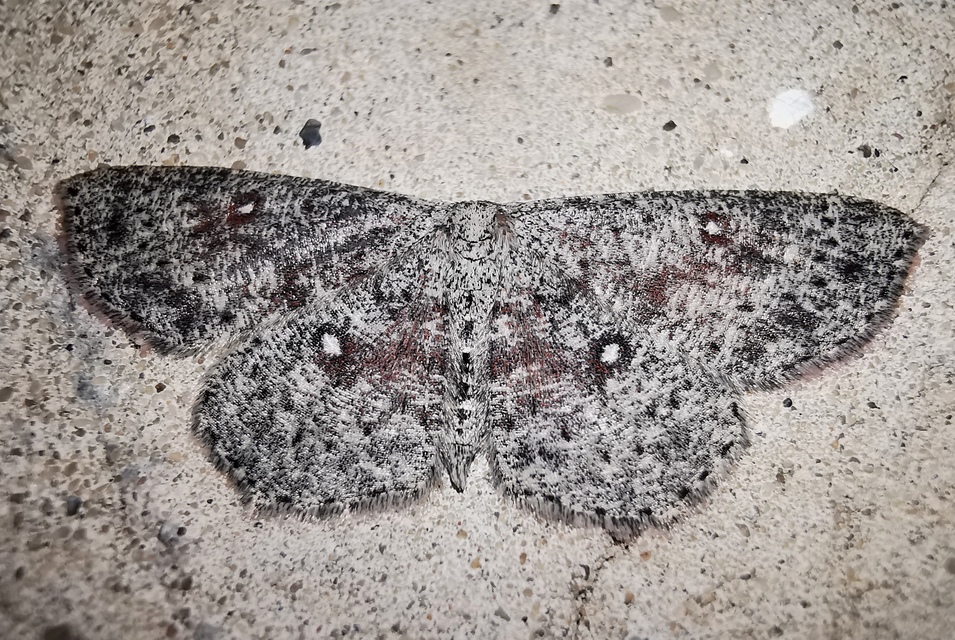 Cyclophora pendularia - fűzfa-pettyesaraszoló