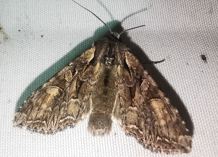 Lacanobia thalassina - borbolya-kertibagoly