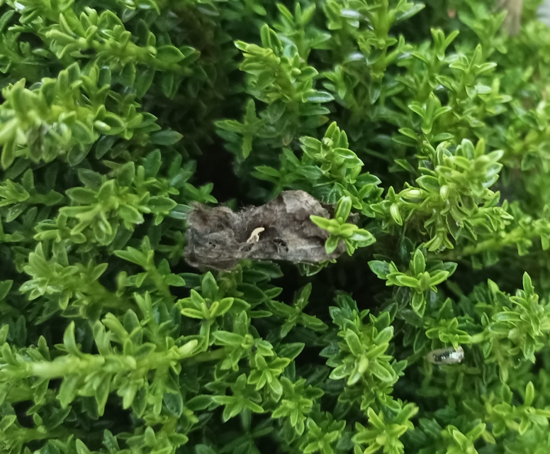 Autographa gamma - gammalepke