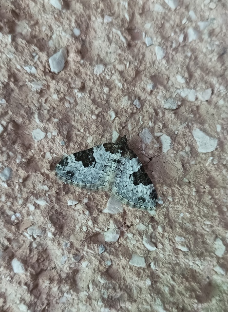Xanthorhoe fluctuata - közönséges tarkaaraszoló