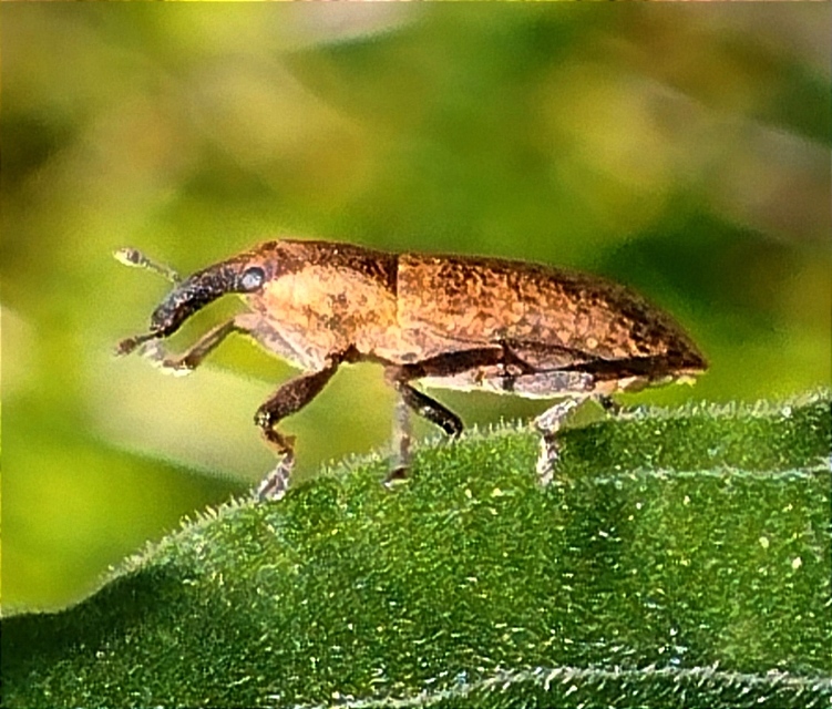 Lixus brevipes - vaskosorrú dudvabarkó