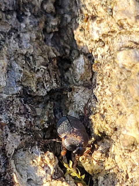 Leiodidae - pecebogárfélék Leiodidae - pecebogárfélék