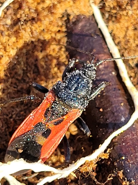 Peirates hybridus - foltos rablópoloska