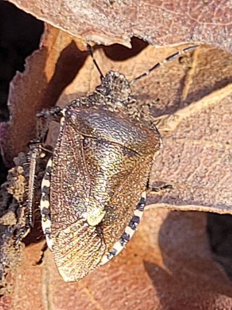 Dolycoris baccarum - közönséges bogyómászó-poloska Dolycoris baccarum - közönséges bogyómászó-poloska