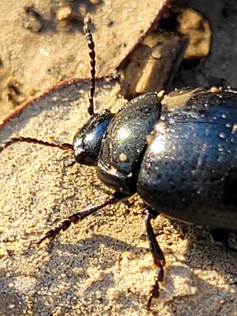 Chrysolina oricalcia - bronzos levélbogár