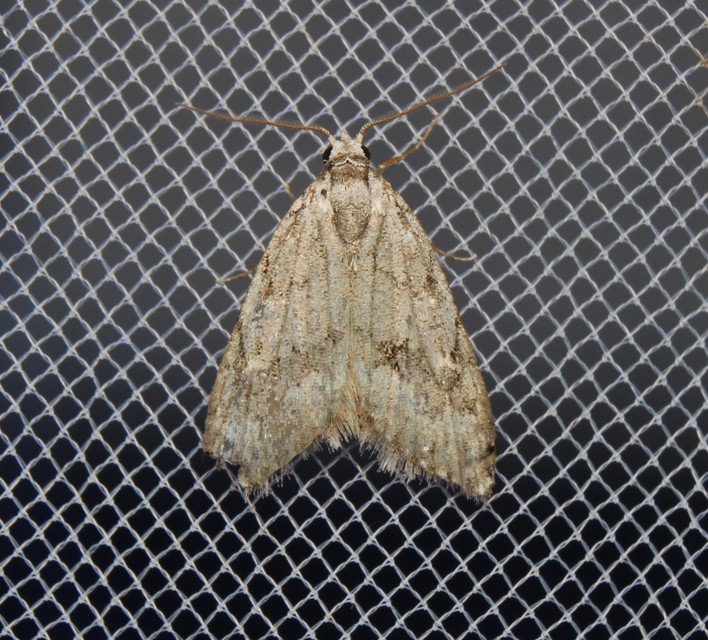 Nola cicatricalis - szürke pamacsosszövő