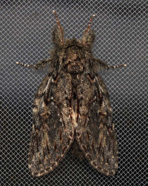 Peridea anceps - füstös púposszövő