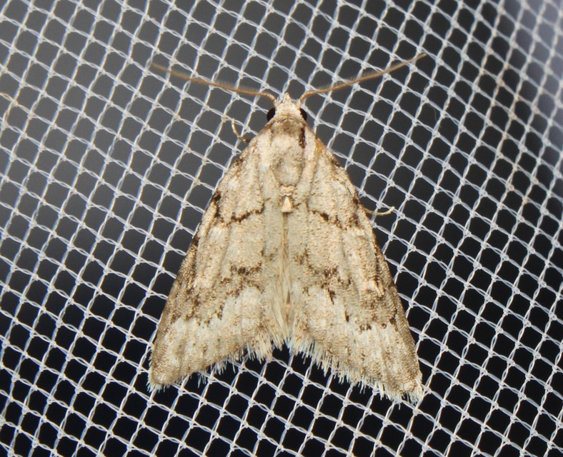 Nola cicatricalis - szürke pamacsosszövő