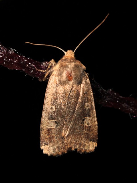 Conistra erythrocephala - vörösfejű őszibagoly