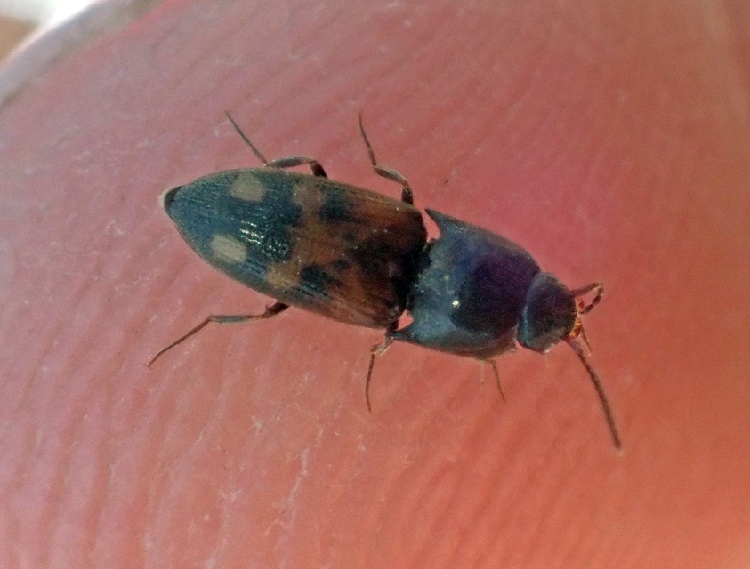 Drasterius bimaculatus - változékony pattanó