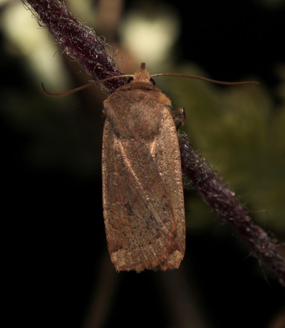 Conistra erythrocephala - vörösfejű őszibagoly