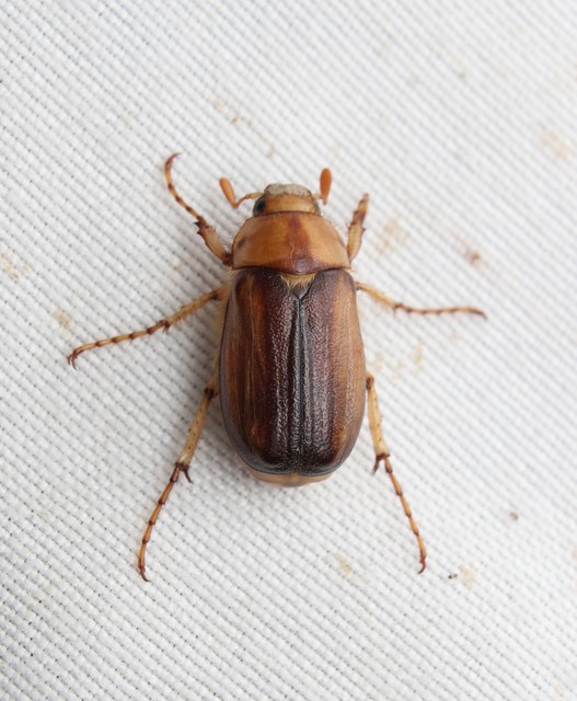 Rhizotrogus aestivus - tavaszvégi cserebogár