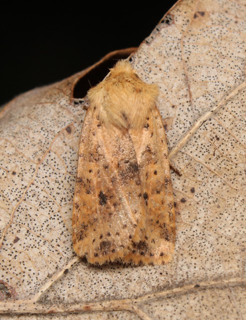 Conistra rubiginea - vörös őszibagoly