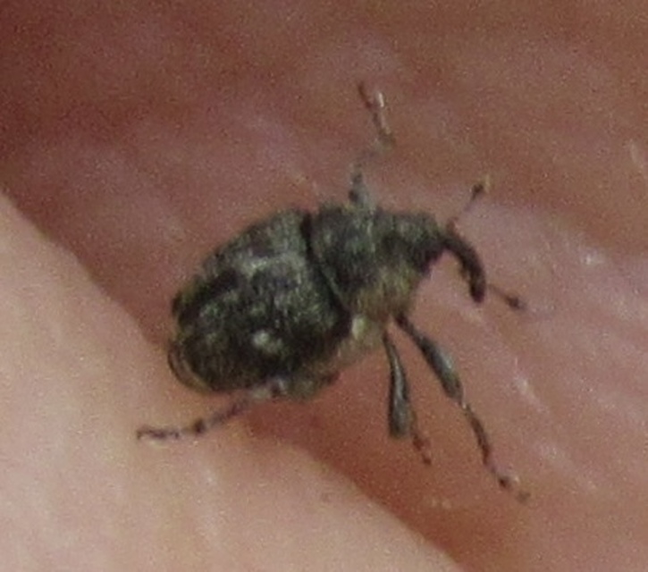 Nedyus quadrimaculatus - közönséges csalánormányos