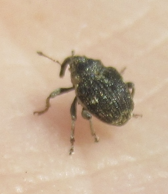 Nedyus quadrimaculatus - közönséges csalánormányos