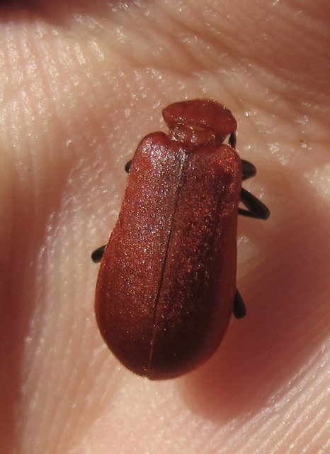 Pyrochroa serraticornis - közép-bíborbogár