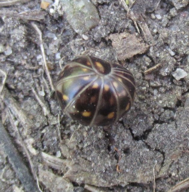 Glomeris tetrasticha