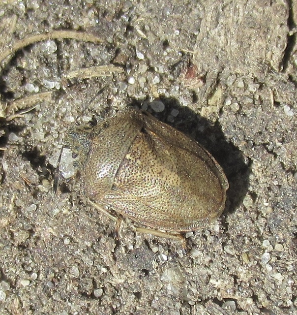 Podops Podops