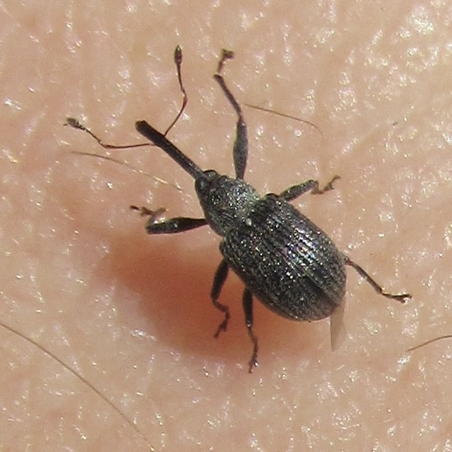 Anthonomus rubi - szamóca-bimbólikasztó Anthonomus rubi - szamóca-bimbólikasztó