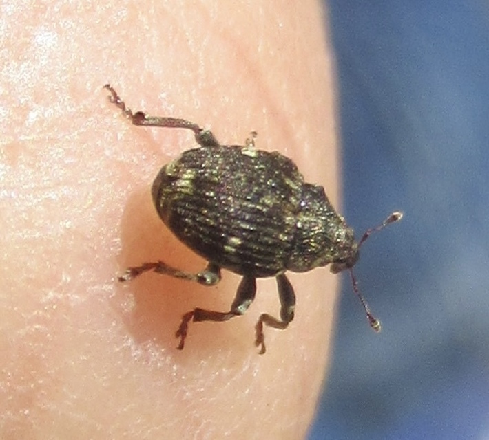 Nedyus quadrimaculatus - közönséges csalánormányos