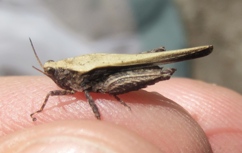 Tetrix subulata - közönséges tövishátúsáska