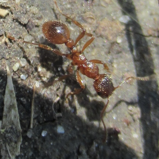 Myrmica rubra - közönséges bütyköshangya