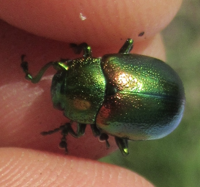 Chrysolina graminis - zöld varádicslevelész