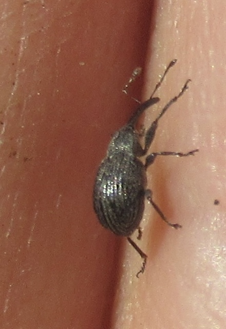 Anthonomus rubi - szamóca-bimbólikasztó Anthonomus rubi - szamóca-bimbólikasztó