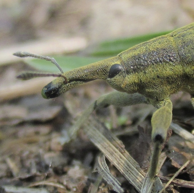 Lixus iridis - bürökfúró dudvabarkó