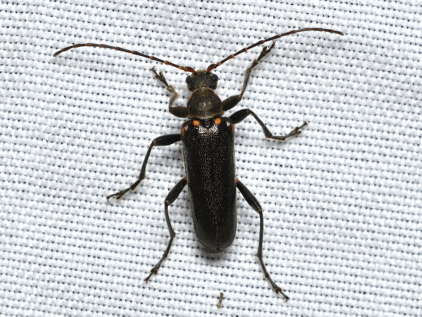 Cortodera humeralis - négyfoltos cserjecincér
