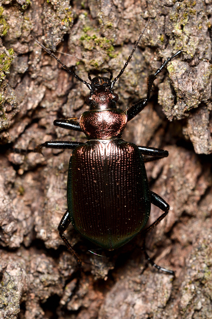 Calosoma inquisitor - kis bábrabló