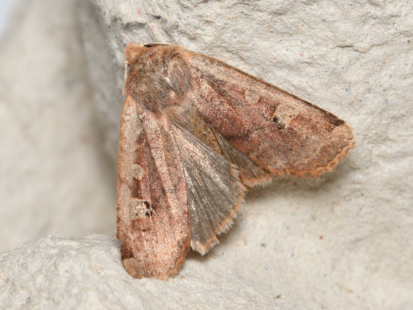 Conistra erythrocephala - vörösfejű őszibagoly