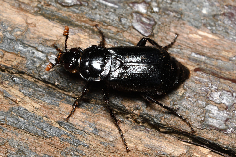 Nicrophorus humator - fekete temetőbogár