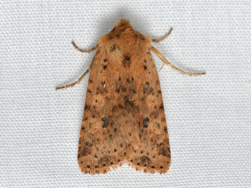 Conistra rubiginea - vörös őszibagoly