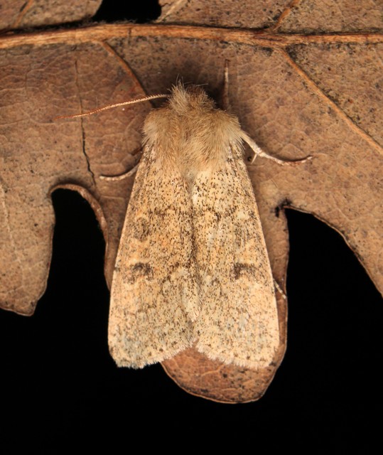 Orthosia miniosa - sárgás barkabagoly