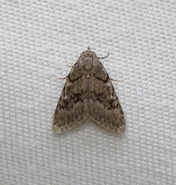 Nola cicatricalis - szürke pamacsosszövő